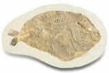 Lower Turonian Fossil Fish - Goulmima, Morocco #255488-1